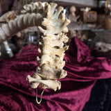 Adam Rouilly Articulated human spine and sacrum