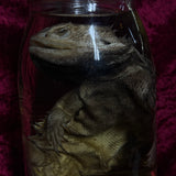 Wet Specimen “Bearded Dragon”