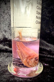 Item 4. Deep sea hatchet fish