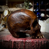 Human skull