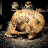 Human skull *COMPETITION*