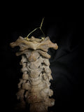 Articulated human spine