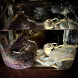 Medically preserved fetal specimen