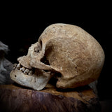 Human skull with mandible