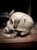 Medically prepared human skull