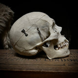 Medically prepared human skull