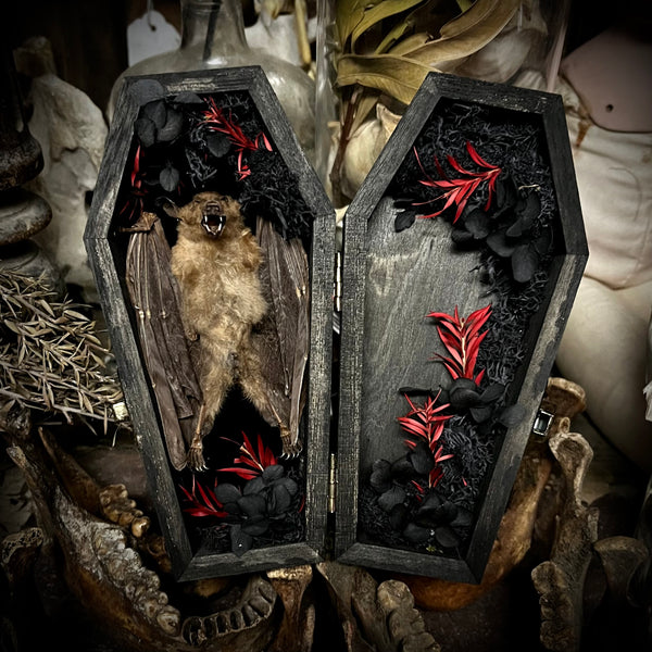 Taxidermy Fruit Bat - Mini Curio Coffin