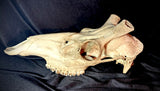 Item 4. Stag skull