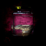 Wet Specimen “Juvenile Rabbit Kit”