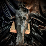 Item 2. Taxidermy crow