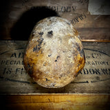 Human skull with mandible