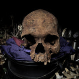 Human skull