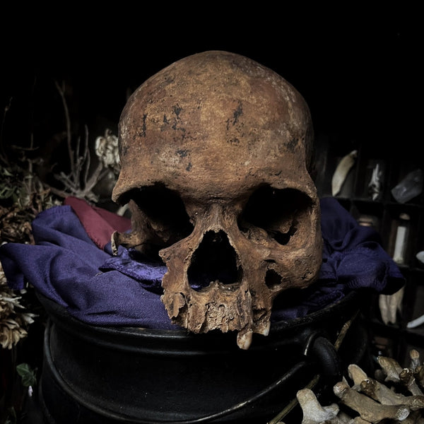 Human skull