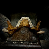 A mandible