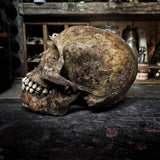 Human skull
