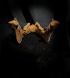A mandible