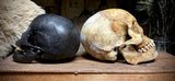 Large human skull with mandible