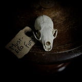 Ferret Skull