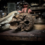 Human skull