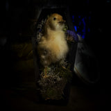Taxidermy “Chick in mini coffin”