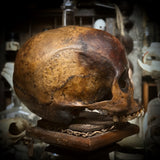 Human skull *COMPETITION*