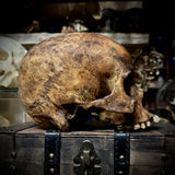 Human skull