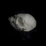 Deformed piglet Skull