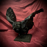 Taxidermy crow