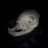 Deformed piglet Skull