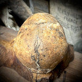 Human skull