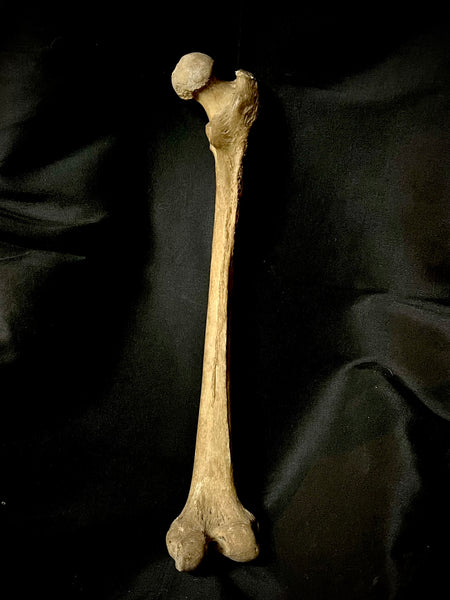 Human femur bone