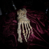 Adam Rouilly Articulated left foot