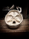 Medically prepared human skull