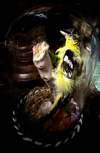 Taxidermy Eurasian Siskin