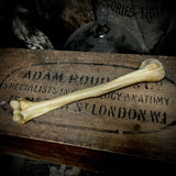 Human humerus bone