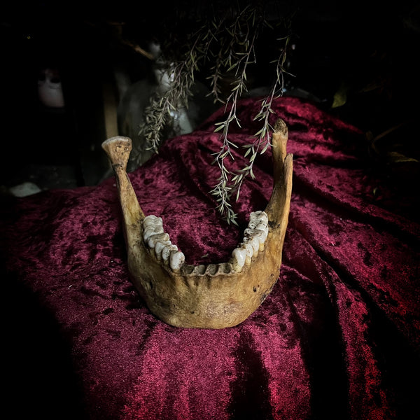 A mandible