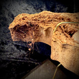 Item 2. Mummified human leg slice