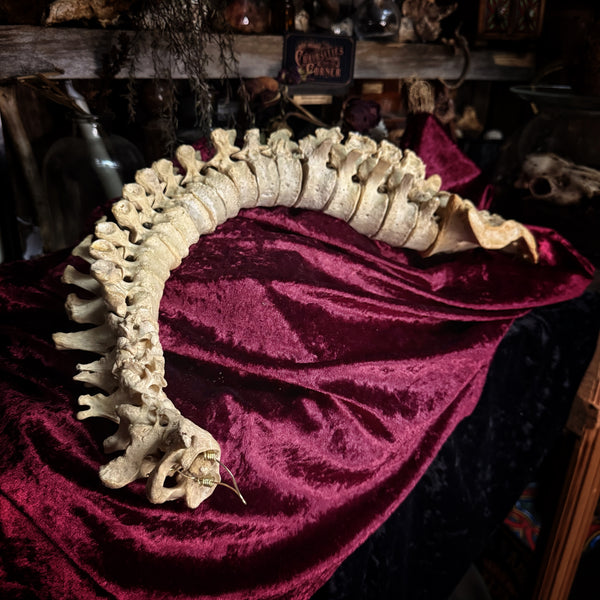 Adam Rouilly Articulated human spine and sacrum