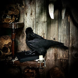 Crow on stand