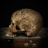 Human Skull