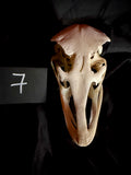 Item 7. Ostrich skull