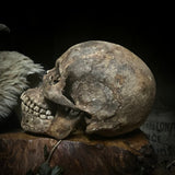Human skull with mandible