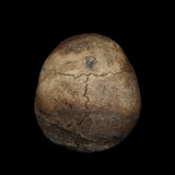 Extremely large Human skull with mandible