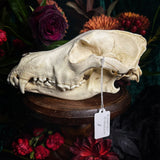 Dog Skull - A Female “Rhodesian Ridgeback”