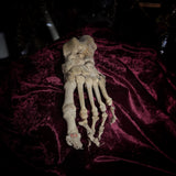 Adam Rouilly Articulated left foot