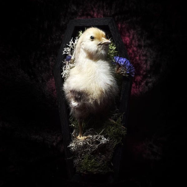 Taxidermy “Chick in mini coffin”