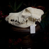 Dog Skull - A Male “Alaskan Malamute”