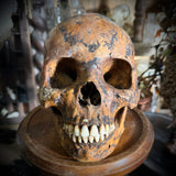 Human skull with mandible