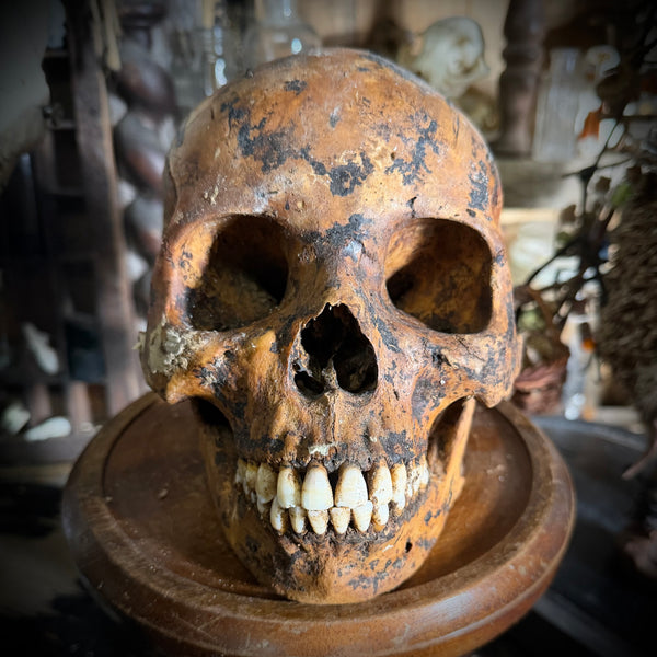 Human skull with mandible