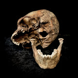 Extremely large Human skull with mandible